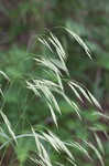 Hairy woodland brome